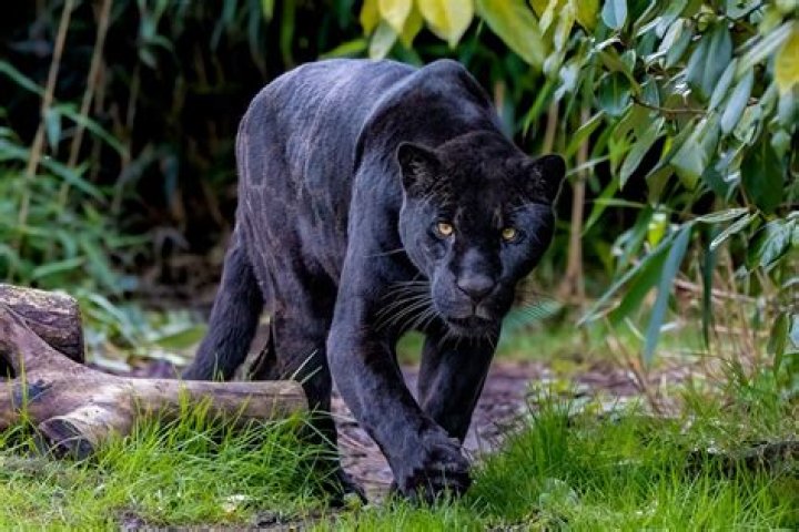 What is Black Panther worth?