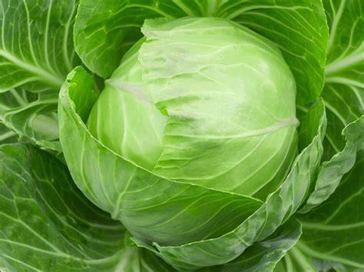 What is cabbage good for?