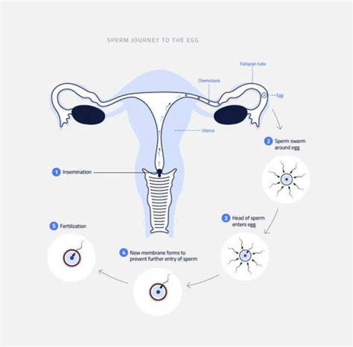 What is called female sperm?