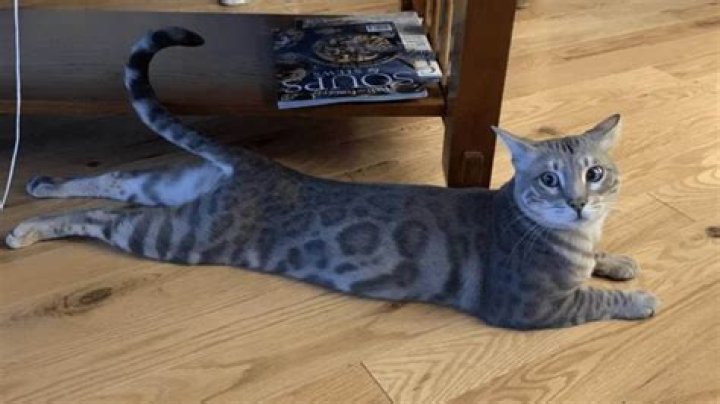 What is cat Splooting?