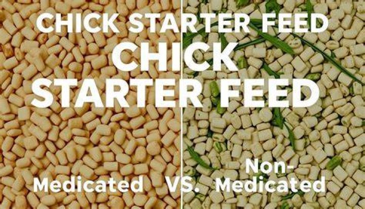 What is chick starter feed?
