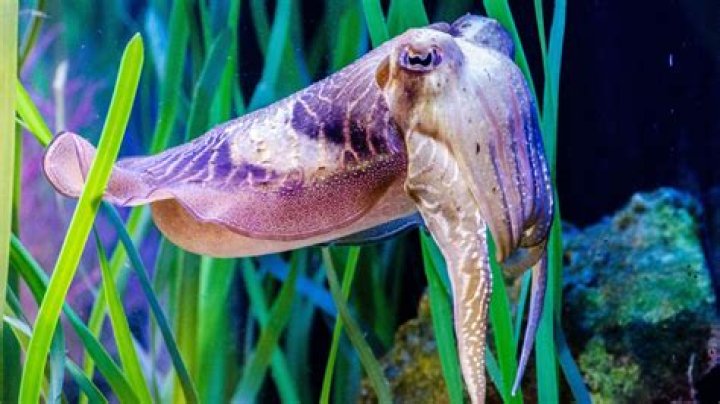 What is cuttle fish used for?
