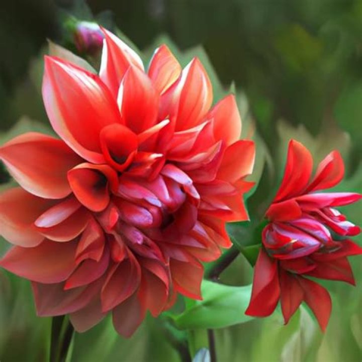 What is Dahlia drug?