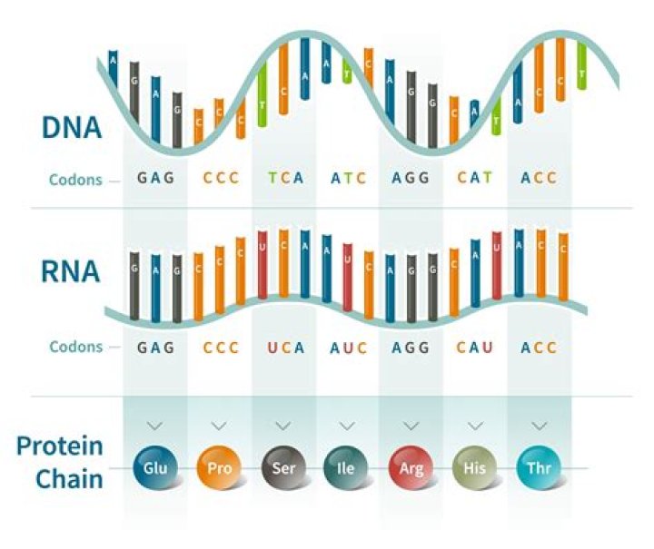 What is DNA code?