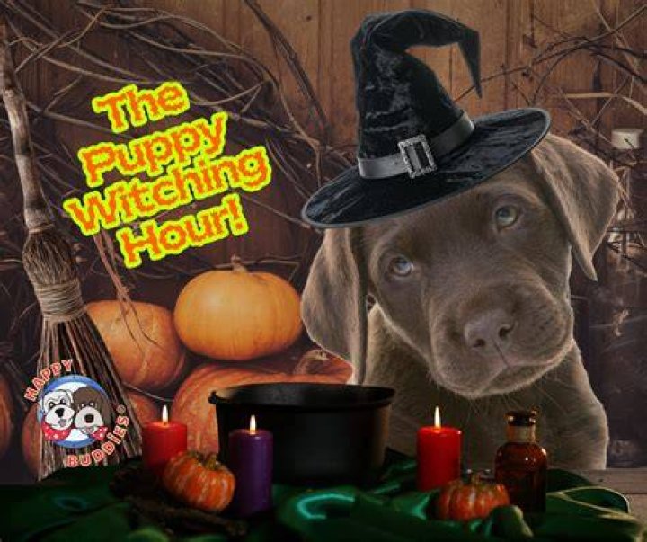 What is dog witching hour?