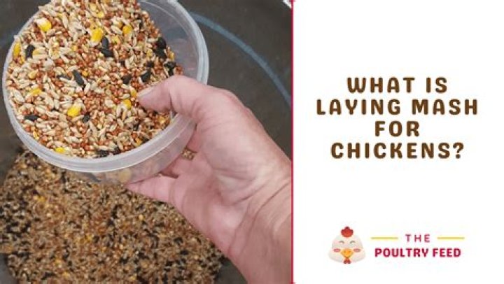 What is laying mash?