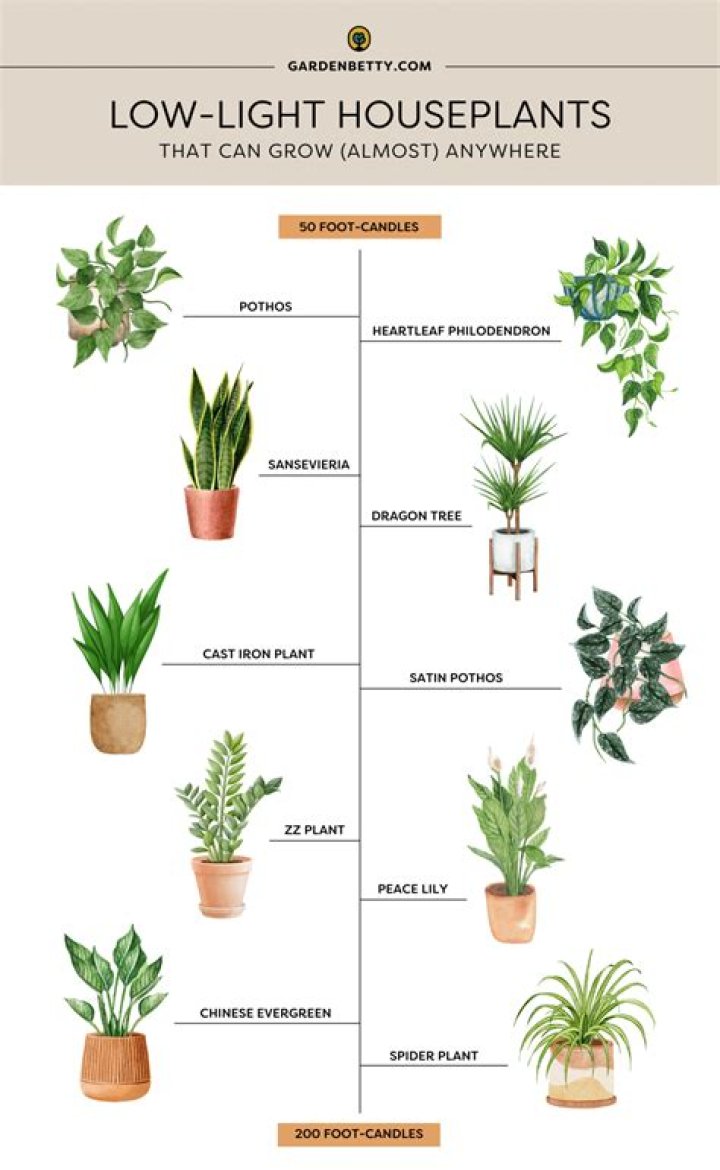 What is low light for indoor plants?
