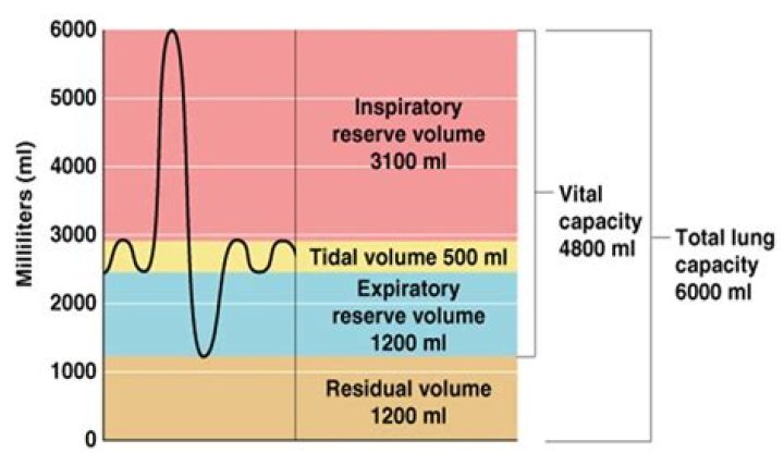 What is meant by expiratory reserve volume?