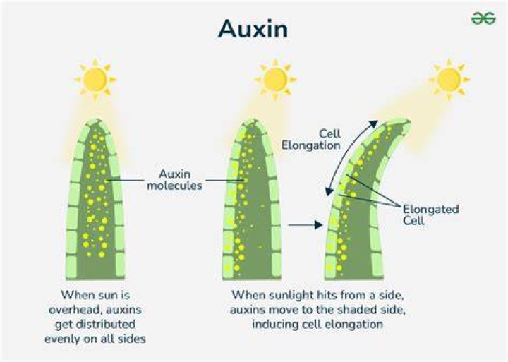 What is natural auxin?