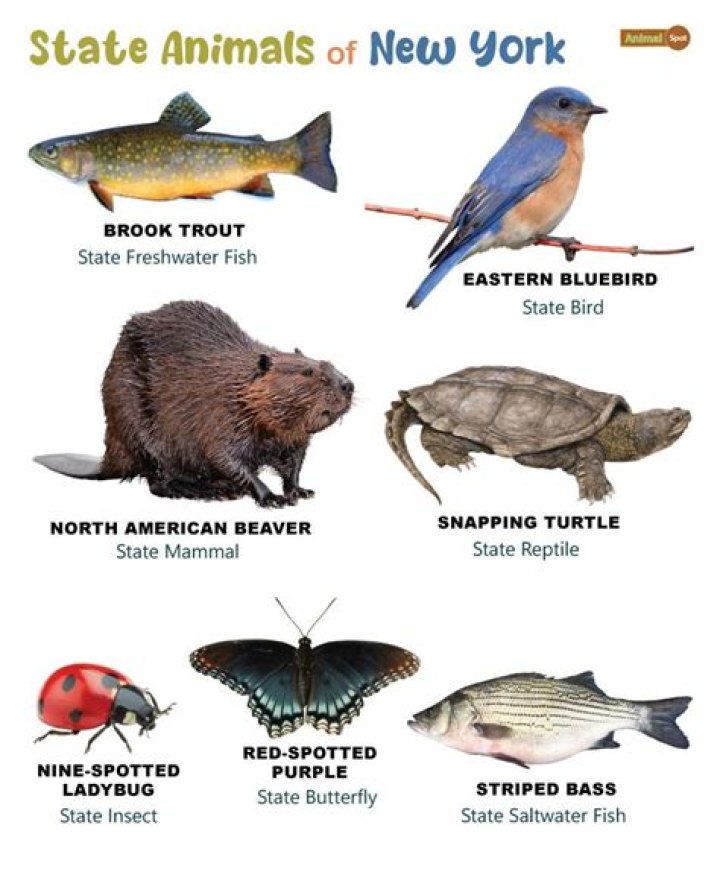 What is New York's state animal?