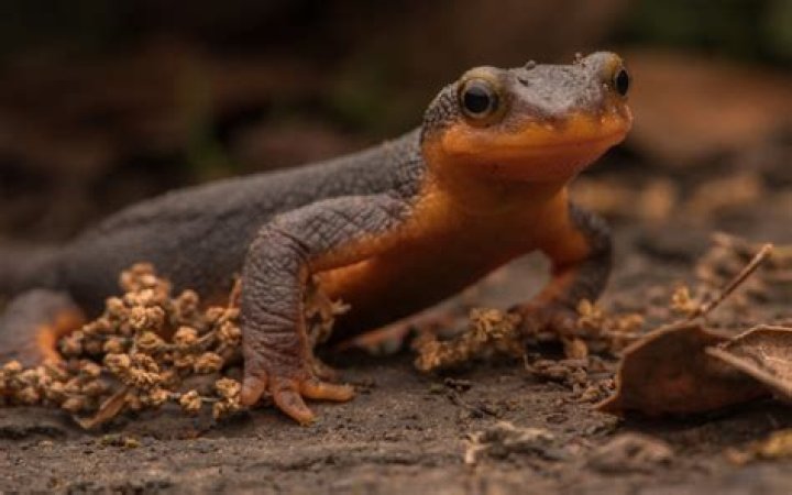 What is Newt Scamander's pet called?