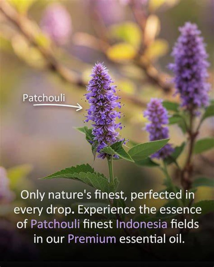 What is patchouli in Chinese?