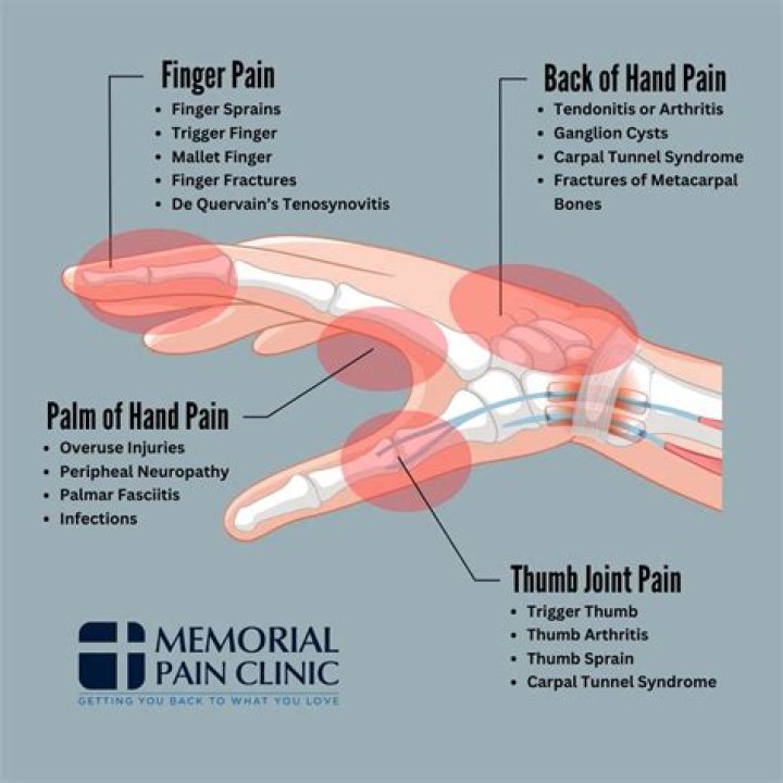 What is the area between the thumb and wrist called?