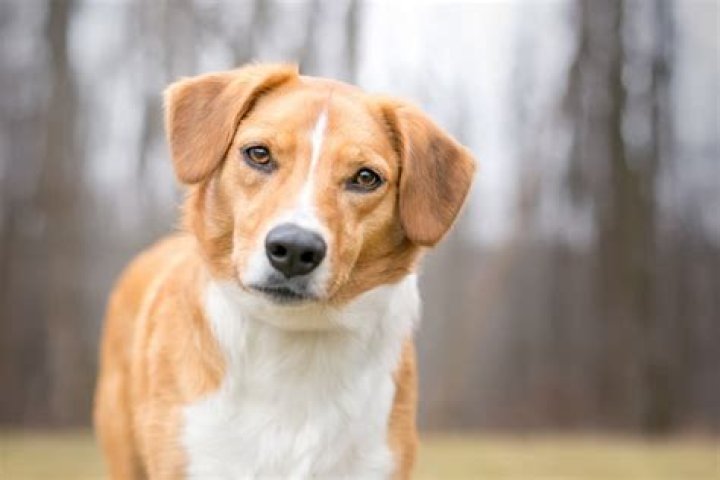 What is the best antacid for dogs?