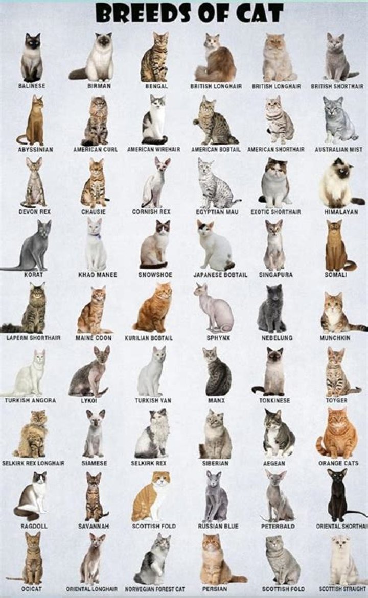 What is the best cat for a child?