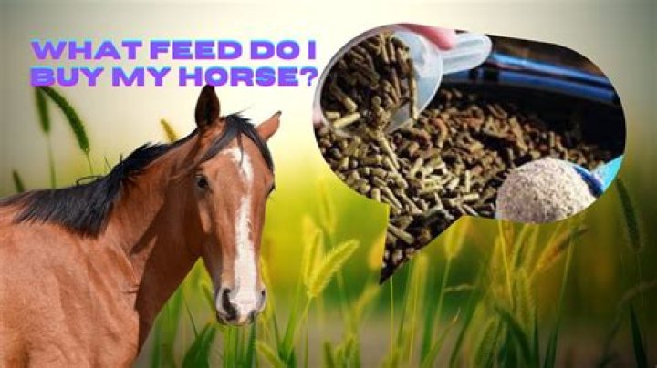 What is the best grain to feed a horse with Cushings?