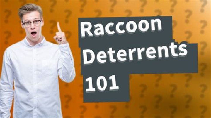 What is the best raccoon deterrent?