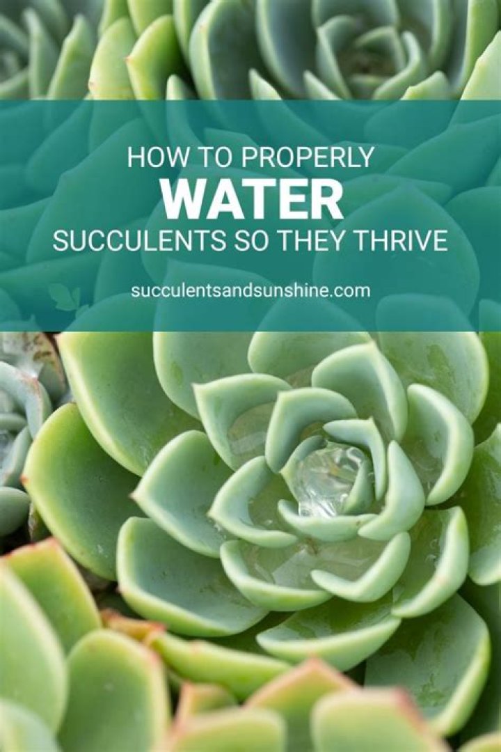 What is the best way to water succulents?