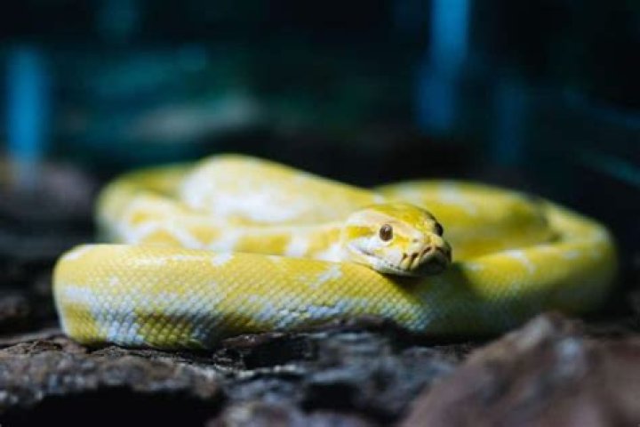 What is the coolest snake?