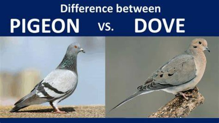 What is the difference between a dove and a pigeon?