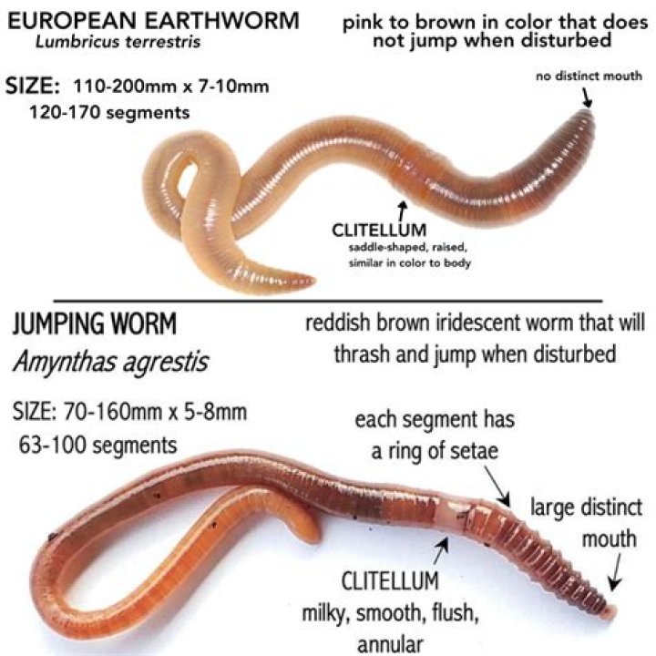 What is the difference between earthworms and regular worms?