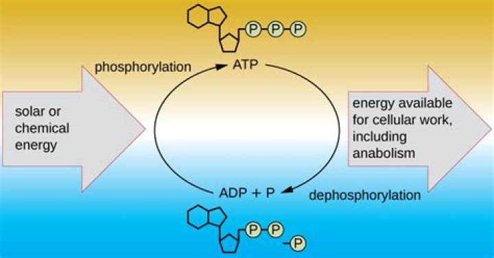 What is the difference between phosphorylation and dephosphorylation?