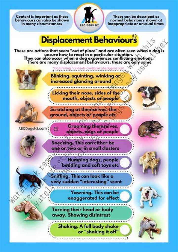 What is the dog displacement?