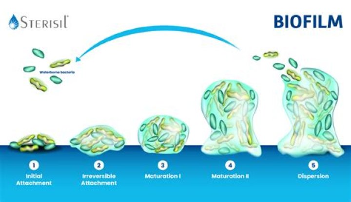 What is the effect of biofilm in pathogenicity of microorganisms?