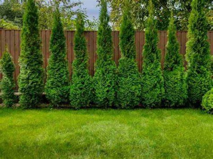 What is the fastest-growing evergreen tree for privacy?
