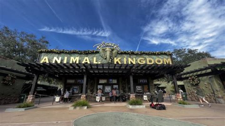What is the first thing to do at Animal Kingdom?