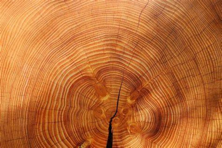 What is the highest quality wood?