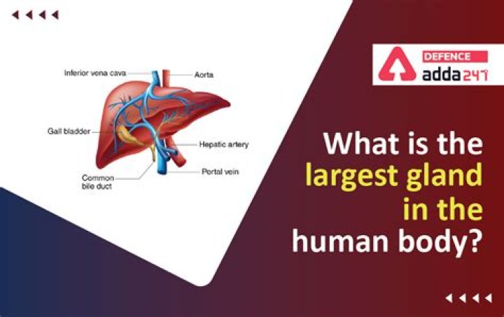 What is the largest gland?
