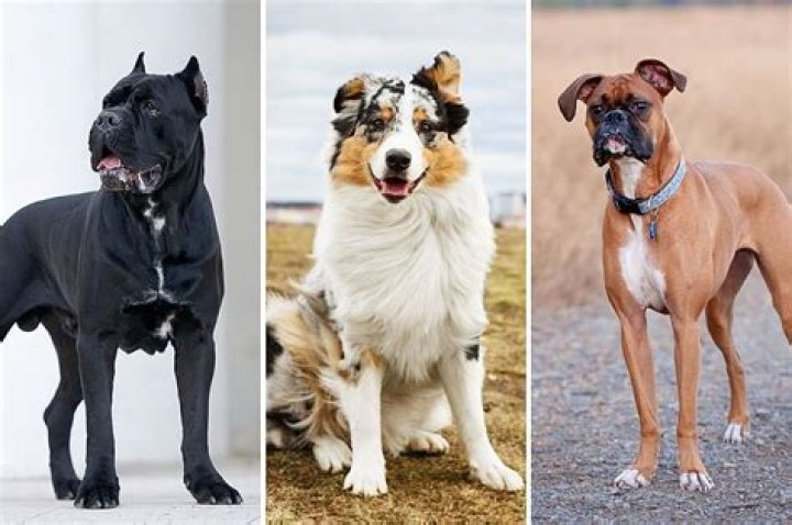 What is the least popular dog?