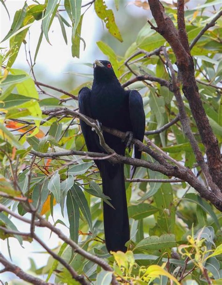 What is the morning bird called?