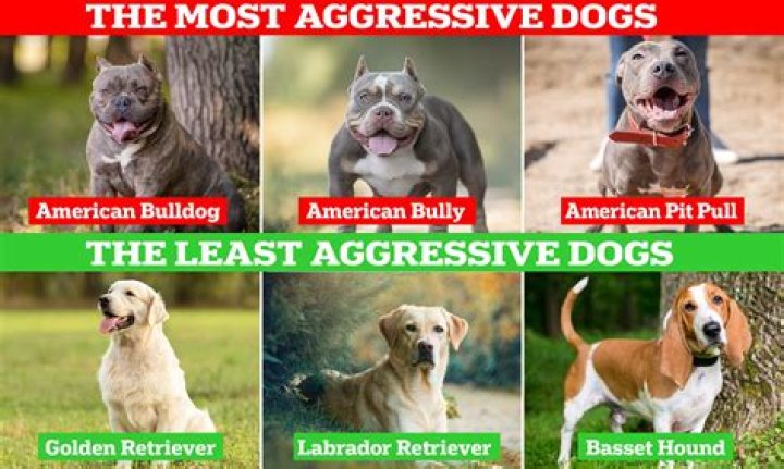 What is the most aggressive rooster?