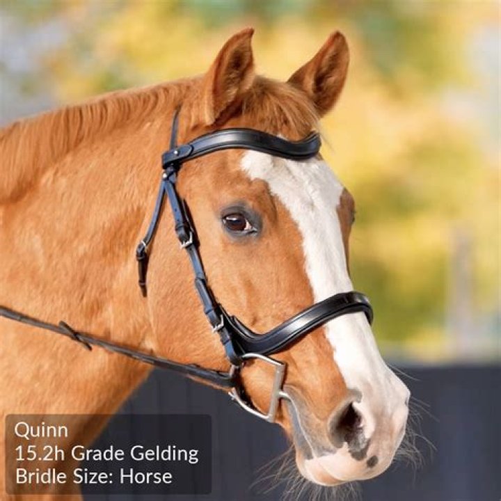 What is the most comfortable bridle for a horse?