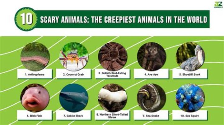 What is the most creepiest thing in the world?