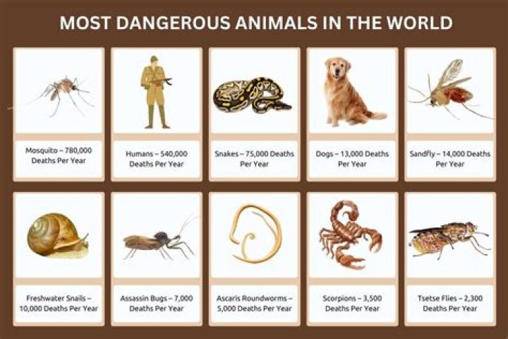 What is the most poisonous mammal?