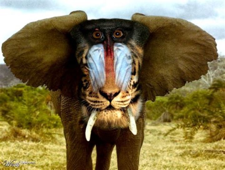 What is the most rarest animal in the world 2021?