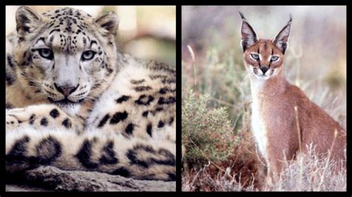 What is the most social big cat?