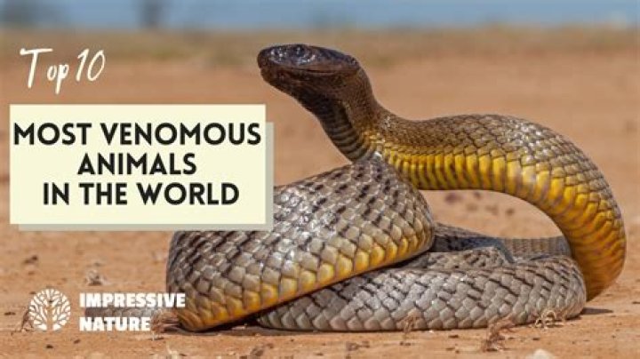 What is the most venomous creature in the world?