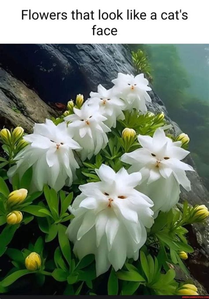 What is the name of the flower that looks like a heart?