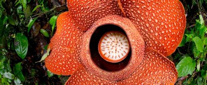 What is the prettiest but deadliest flower?