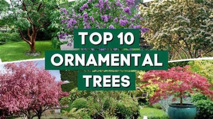 What is the prettiest ornamental tree?
