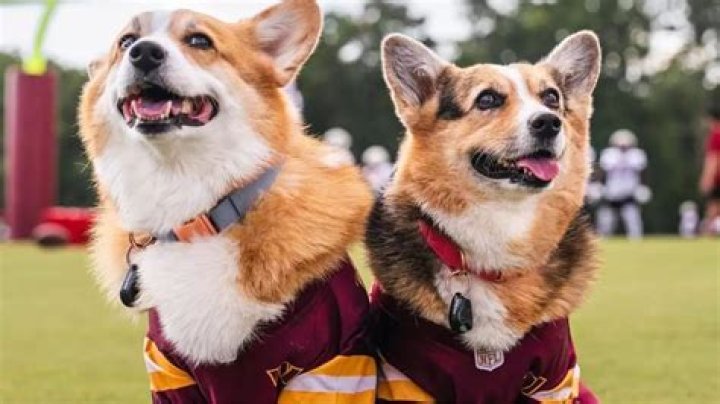 What is the Queen's Favourite dog?