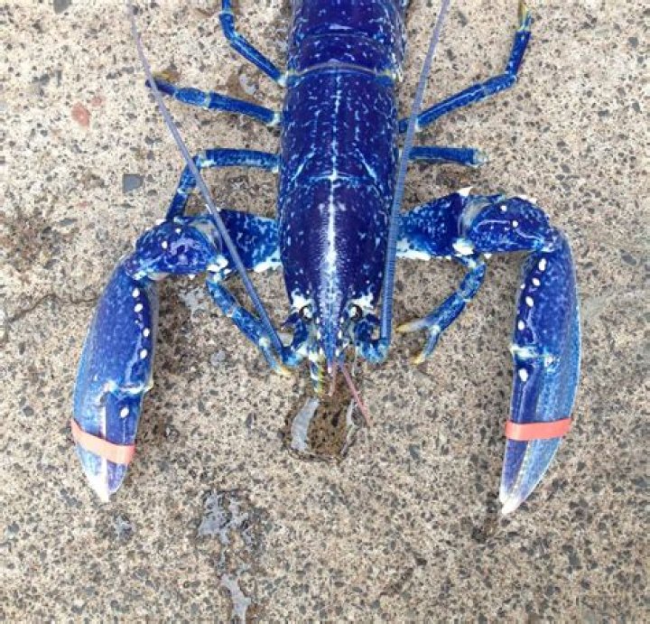 What is the rarest color of a lobster?