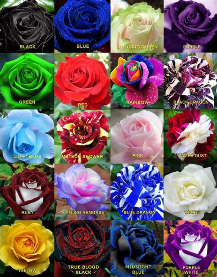 What is the rarest flower color?