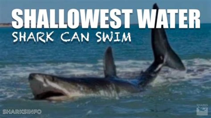 What is the shallowest water a shark can swim in?