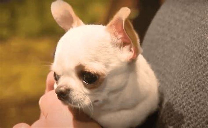 What is the smallest dog ever?