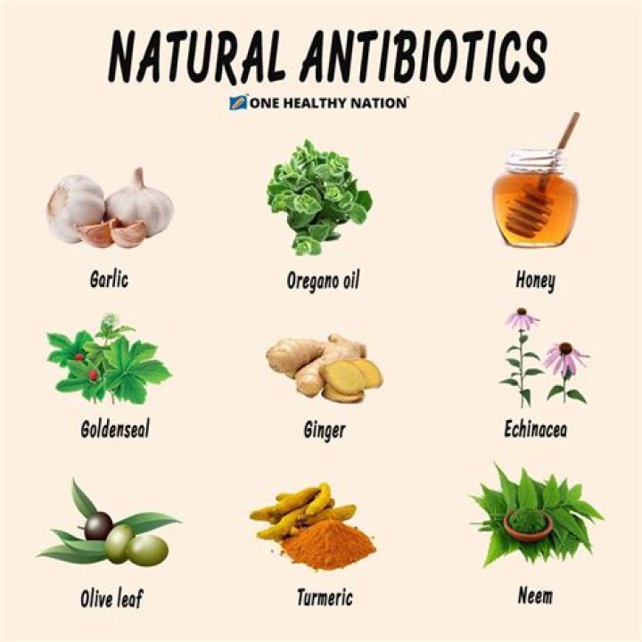 What is the strongest natural antibiotic for UTI?